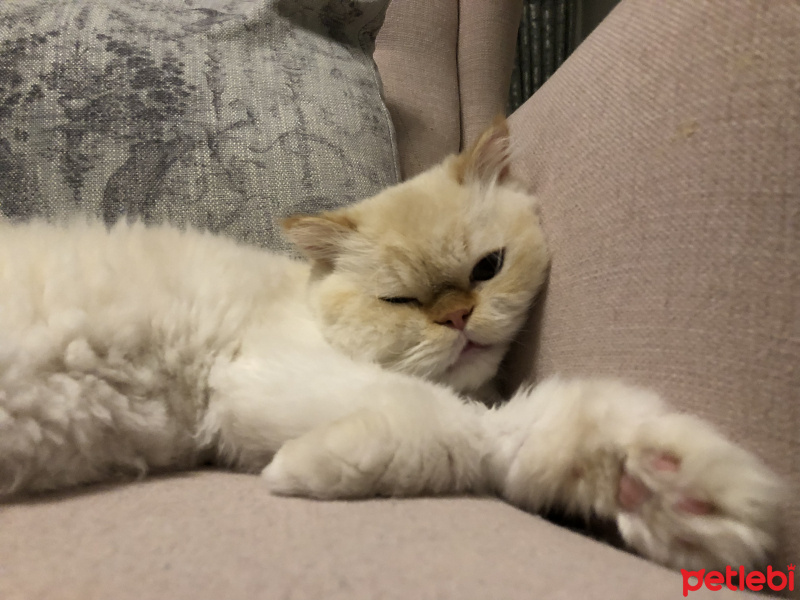 İran Kedisi (Persian), Kedi  Şans fotoğrafı