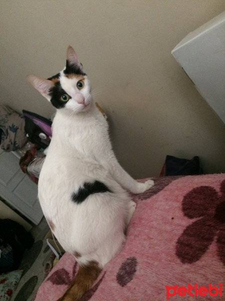 Tekir Kedi, Kedi  Minnoş fotoğrafı