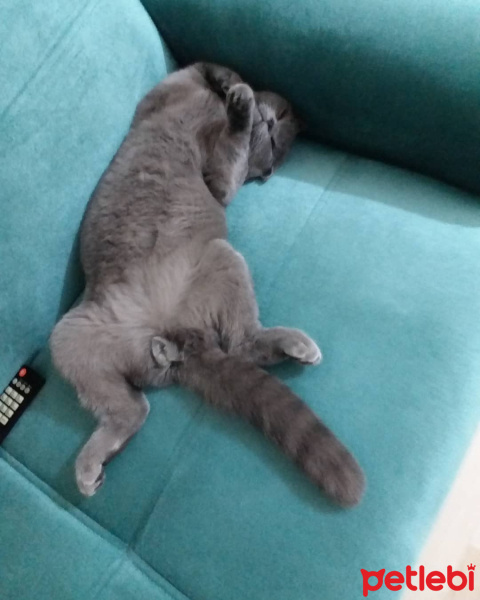 Scottish Fold, Kedi  duman fotoğrafı