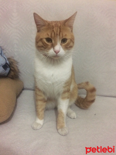 Tekir Kedi, Kedi  Alfâ fotoğrafı