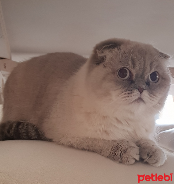 Scottish Fold, Kedi  Hera fotoğrafı