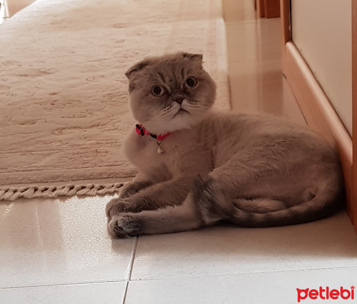 Scottish Fold, Kedi  Hera fotoğrafı