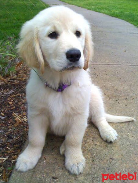 Golden Retriever, Köpek  Cookie fotoğrafı