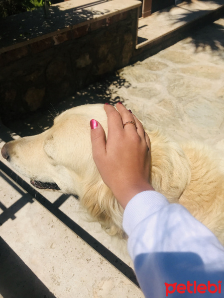 Golden Retriever, Köpek  Cookie fotoğrafı