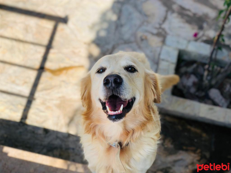 Golden Retriever, Köpek  Cookie fotoğrafı
