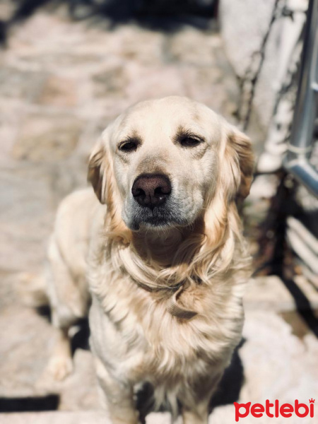 Golden Retriever, Köpek  Cookie fotoğrafı