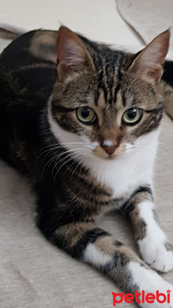 Tekir Kedi, Kedi  lokum fotoğrafı