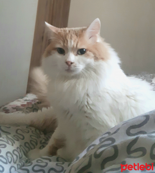 Tekir Kedi, Kedi  Kiki fotoğrafı