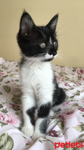 Tuxedo (Smokin) Kedi, Kedi  Jülide fotoğrafı