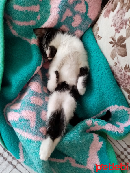 Tuxedo (Smokin) Kedi, Kedi  Jülide fotoğrafı