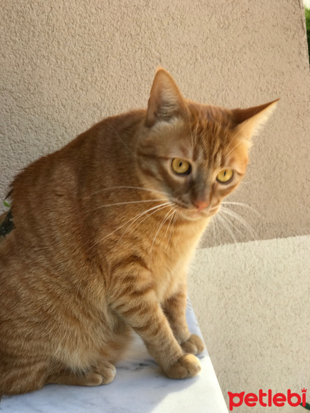 Sarman, Kedi  Bobo fotoğrafı