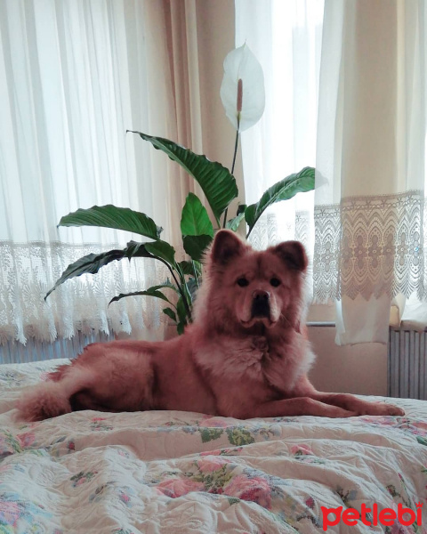 Chow Chow (çin Aslanı), Köpek  Lion fotoğrafı