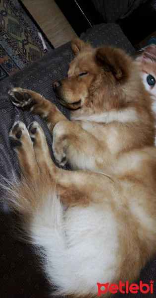 Chow Chow (çin Aslanı), Köpek  Lion fotoğrafı