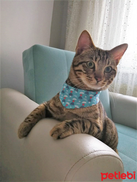 Tekir Kedi, Kedi  boncuk fotoğrafı