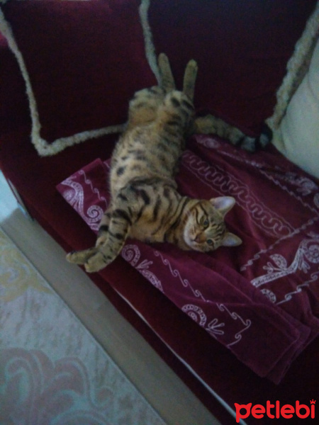 Tekir Kedi, Kedi  boncuk fotoğrafı