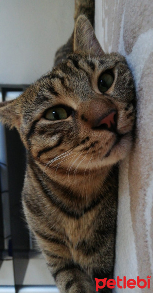 Tekir Kedi, Kedi  boncuk fotoğrafı