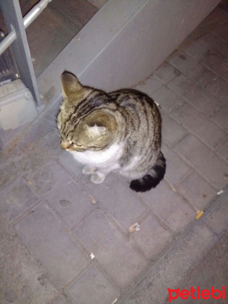 Bengal, Kedi  ATILGAN fotoğrafı