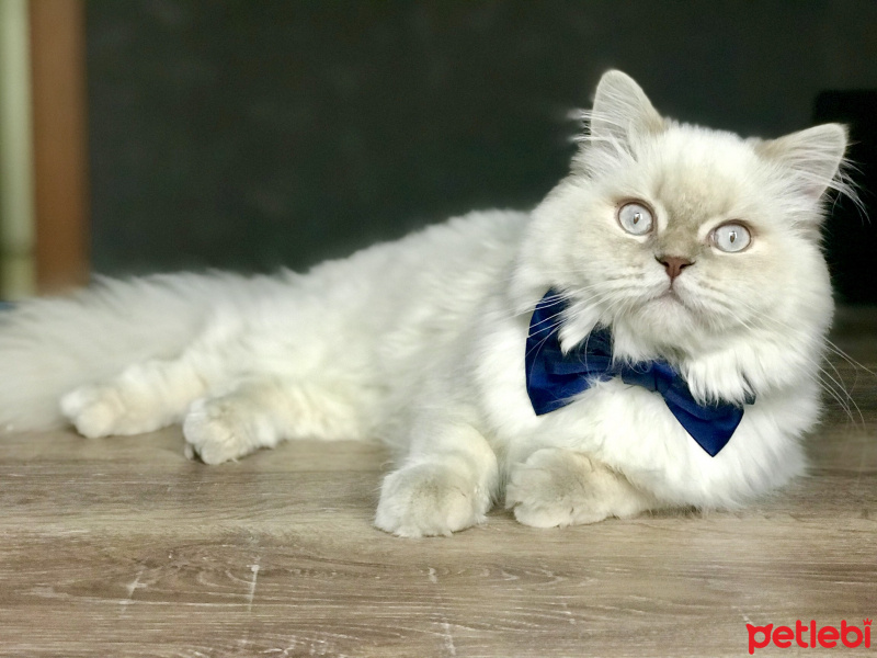 Birman, Kedi  Salep fotoğrafı