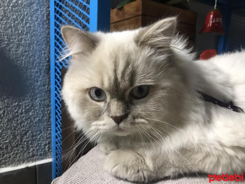 Birman, Kedi  Salep fotoğrafı