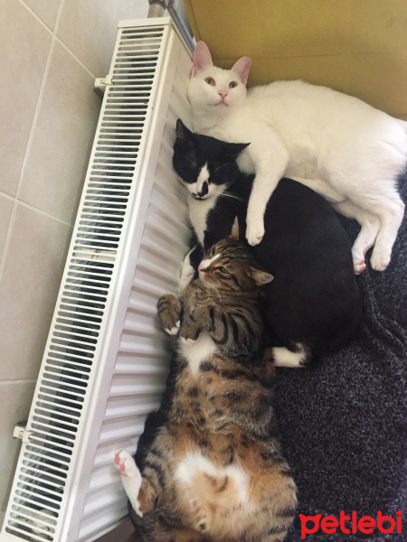 Van Kedisi, Kedi  Mırmır fotoğrafı