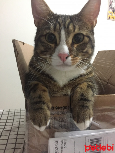 Van Kedisi, Kedi  Mırmır fotoğrafı