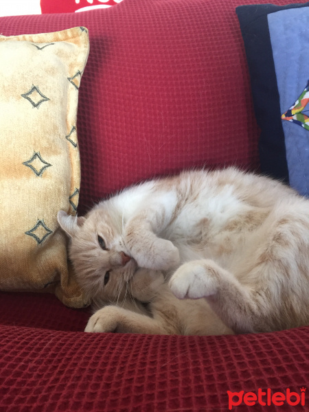 Ankara Kedisi, Kedi  Şeker fotoğrafı