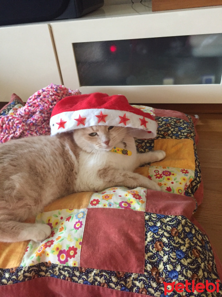 Ankara Kedisi, Kedi  Şeker fotoğrafı