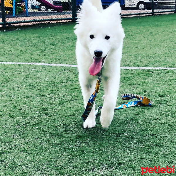Samoyed, Köpek  Zeus fotoğrafı