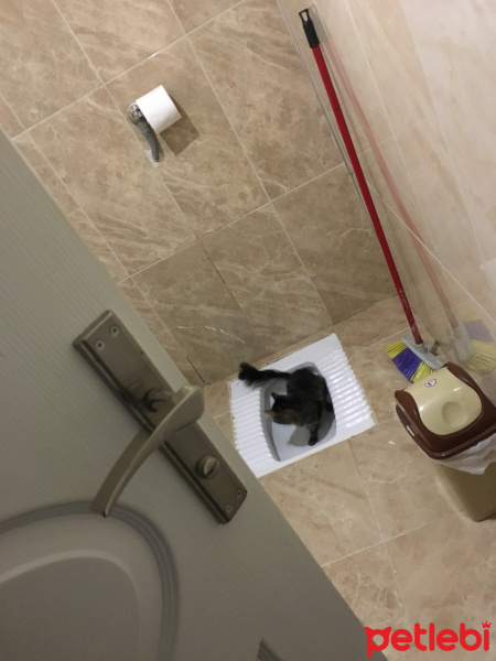 Tekir Kedi, Kedi  LİYA fotoğrafı