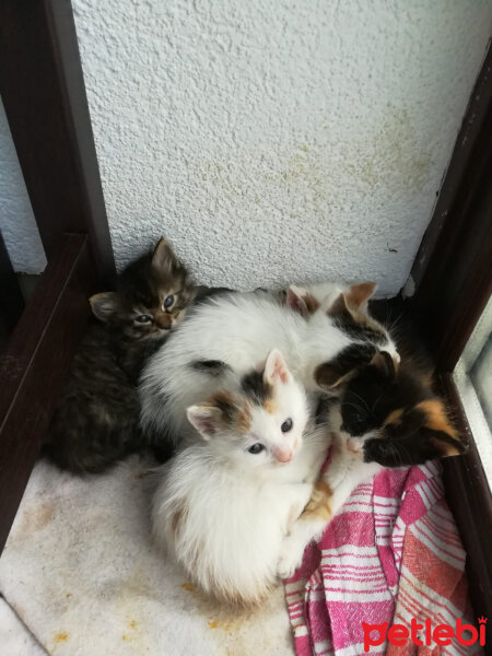 Tekir Kedi, Kedi  Ispanak fotoğrafı