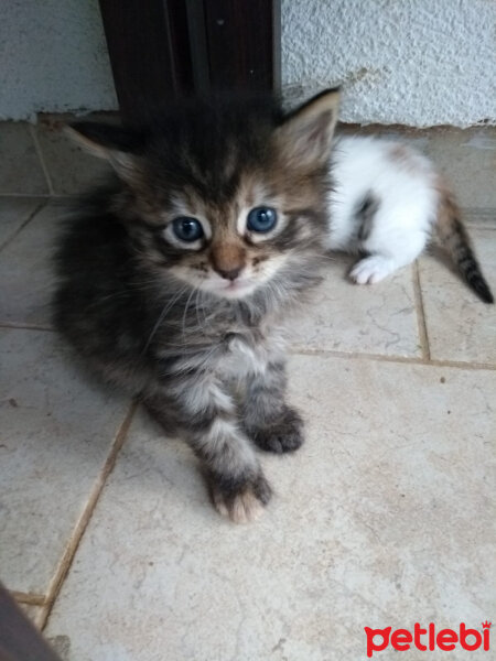 Tekir Kedi, Kedi  Ispanak fotoğrafı