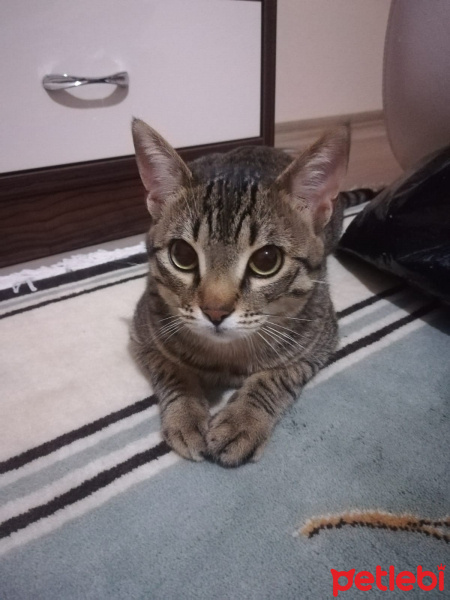 Tekir Kedi, Kedi  Reçel’e yeni bir yuva arıyoruz fotoğrafı