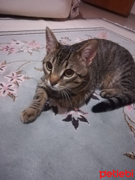 Tekir Kedi, Kedi  Reçel’e yeni bir yuva arıyoruz fotoğrafı