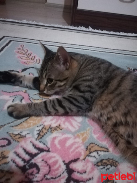 Tekir Kedi, Kedi  Reçel’e yeni bir yuva arıyoruz fotoğrafı