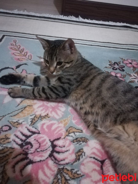 Tekir Kedi, Kedi  Reçel’e yeni bir yuva arıyoruz fotoğrafı