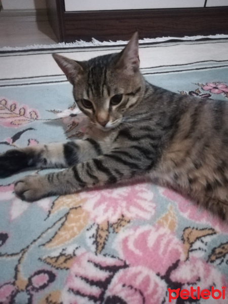 Tekir Kedi, Kedi  Reçel’e yeni bir yuva arıyoruz fotoğrafı