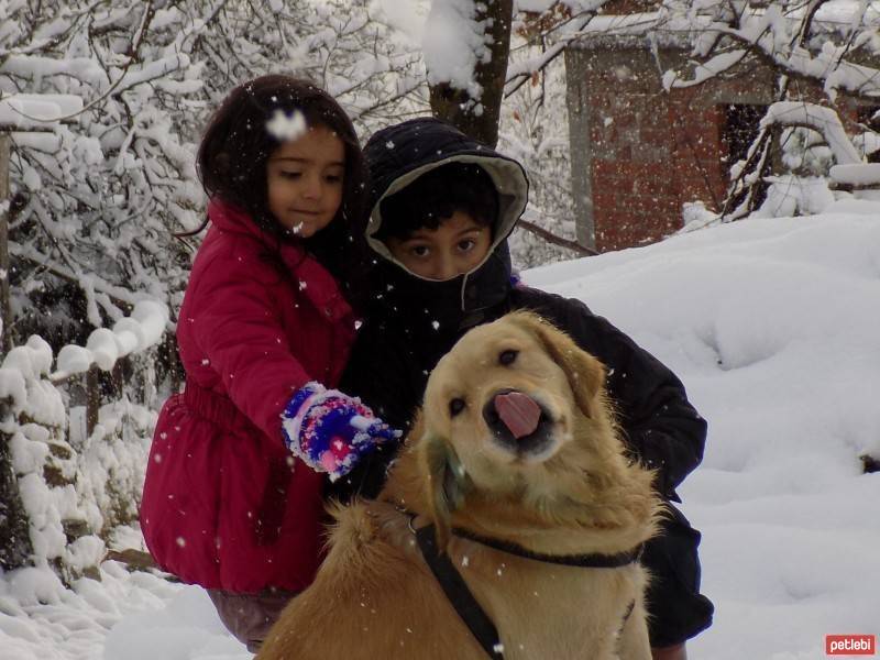 Golden Retriever, Köpek  paşa fotoğrafı