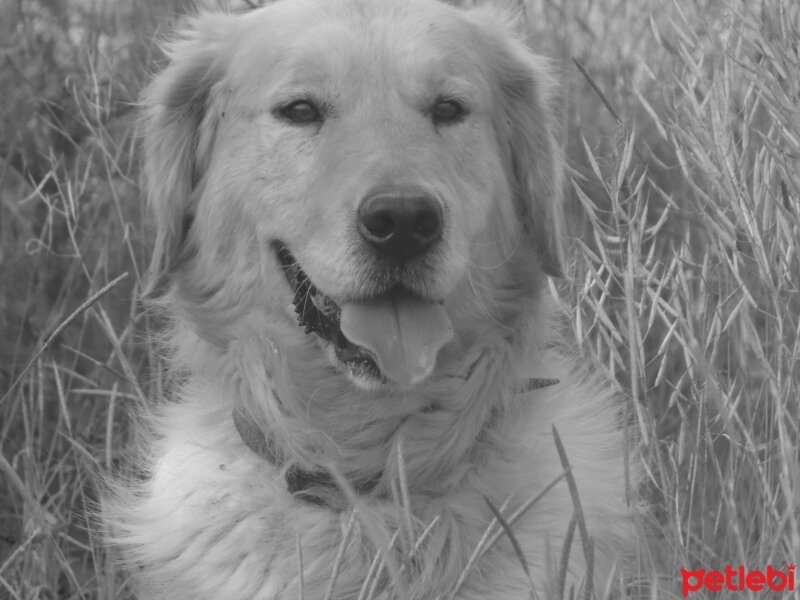 Golden Retriever, Köpek  paşa fotoğrafı