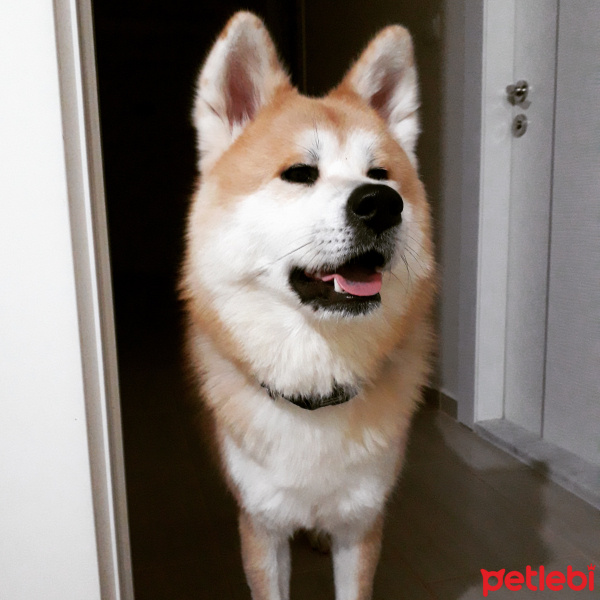 Akita İnu, Köpek  Momo fotoğrafı