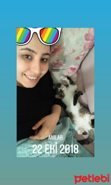 Tekir Kedi, Kedi  Tombil fotoğrafı