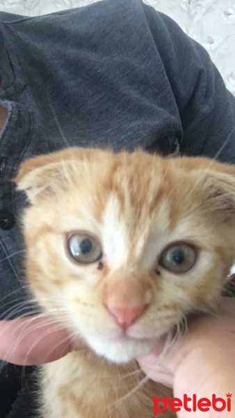 Scottish Fold, Kedi  Tarçın fotoğrafı