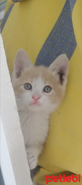 Sarman, Kedi  Mirket fotoğrafı