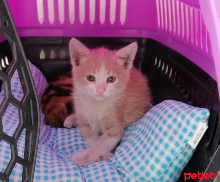 Sarman, Kedi  Mirket fotoğrafı