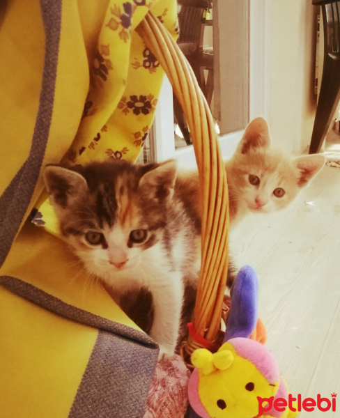 Sarman, Kedi  Mirket fotoğrafı