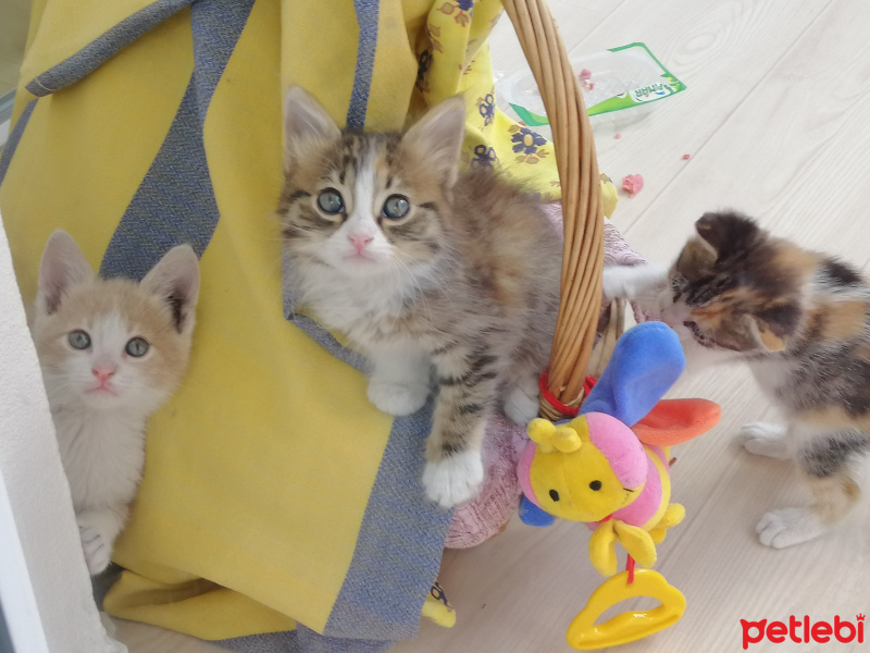 Sarman, Kedi  Mirket fotoğrafı