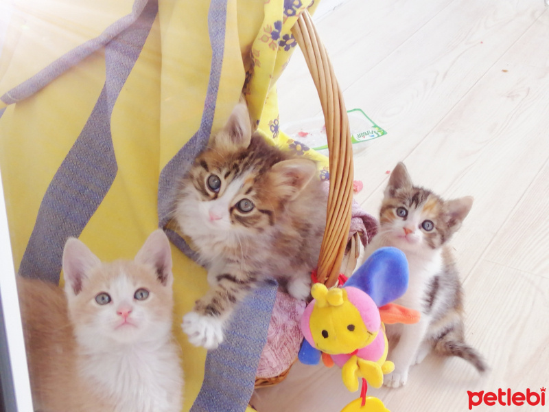 Sarman, Kedi  Mirket fotoğrafı
