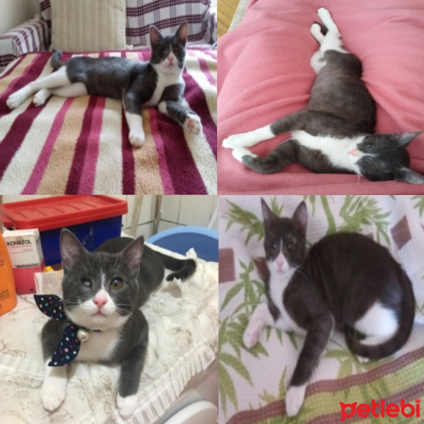 Mavi Rus, Kedi  Topaç fotoğrafı