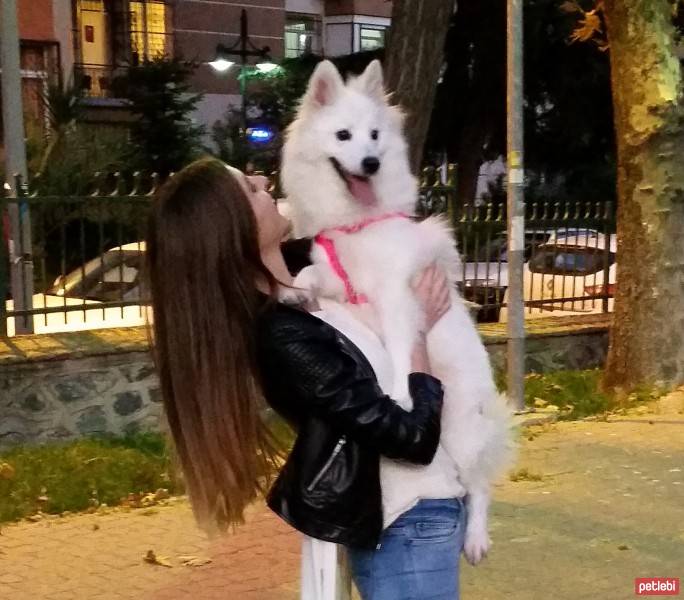Samoyed, Köpek  Puffy fotoğrafı