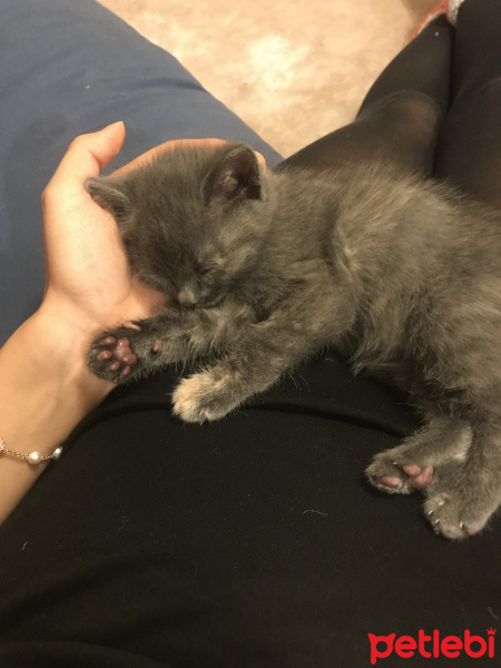 Tekir Kedi, Kedi  Forby fotoğrafı