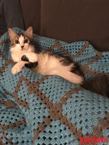 Tekir Kedi, Kedi  Piraye fotoğrafı